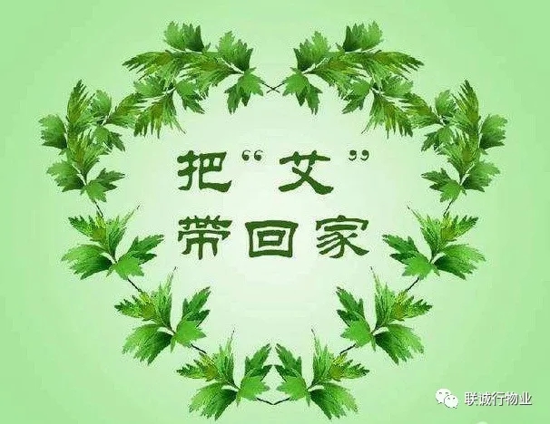 株株“愛意”（艾葉）草”，綿綿情意長(zhǎng)