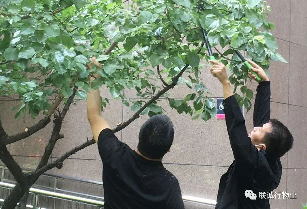 樹木種植有季 綠化養(yǎng)護無休