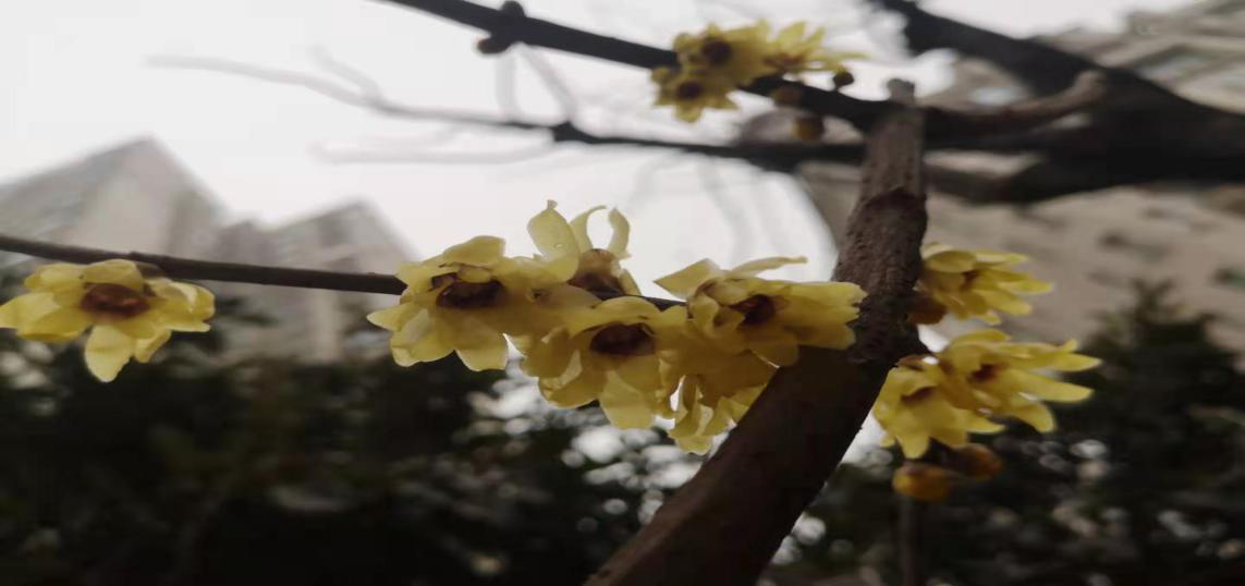 臘梅爭(zhēng)芳不知寒，一線抗疫綻英姿